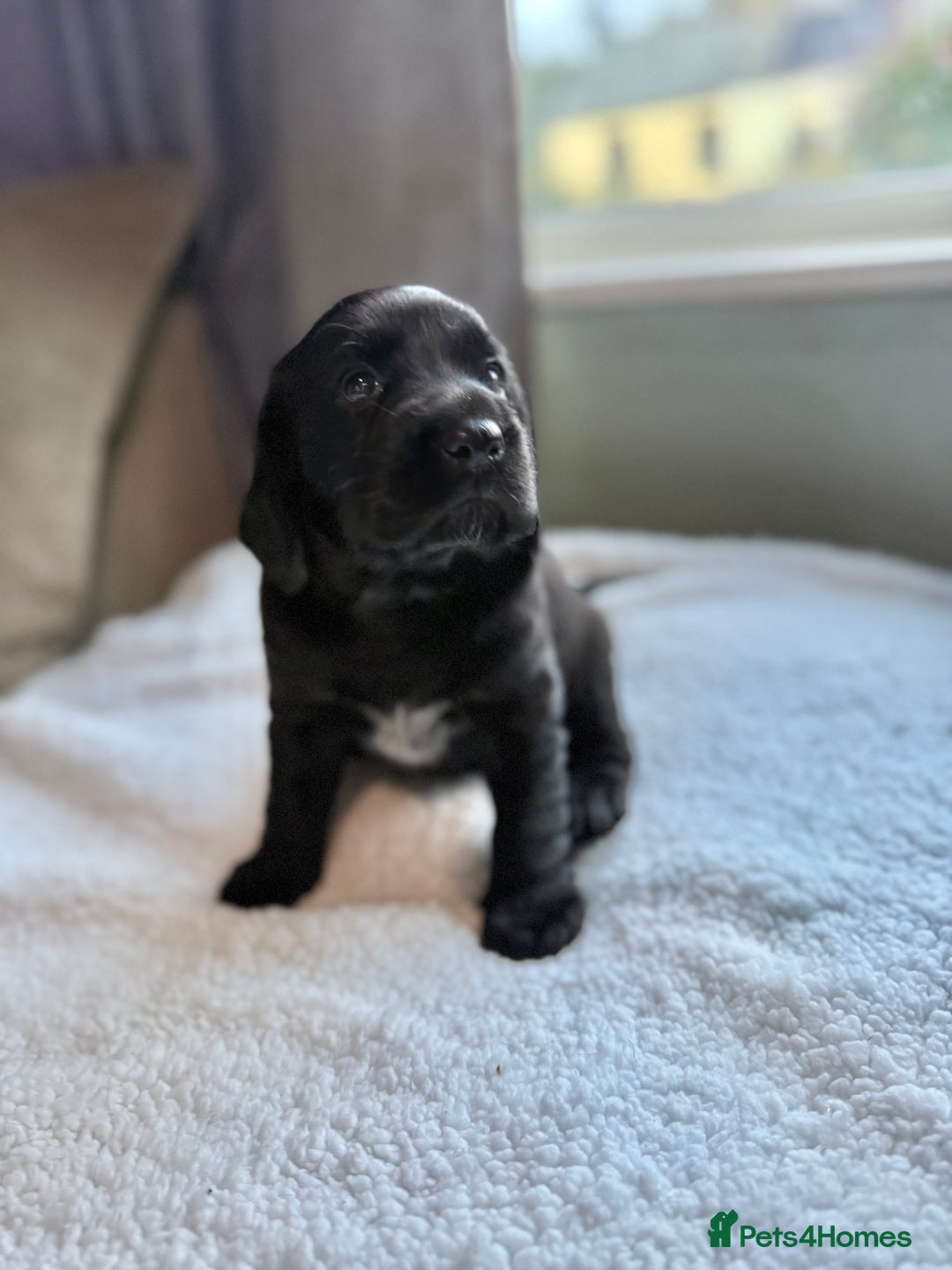 Cockerdor dogs for sale: Gorgeous Cockador puppies  - Image 10
