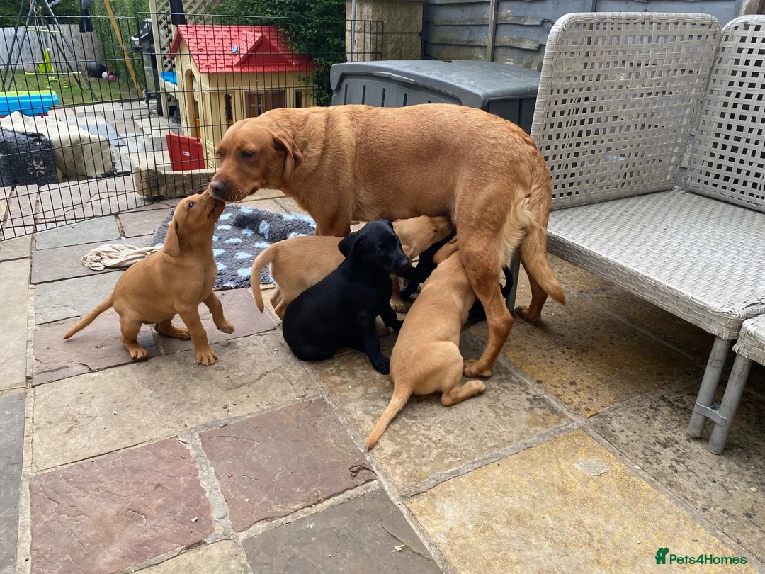 Labrador Retriever dogs for sale: Champion Labrador puppies - Advert 4