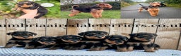 Airedale Terrier dogs for sale: ⭐️ AIREDALE TERRIERS WAITLIST ⭐️ - Advert 4