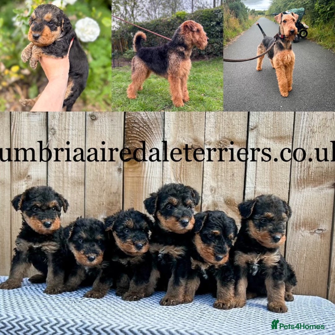 Airedale Terrier dogs for sale: ⭐️ AIREDALE TERRIERS WAITLIST ⭐️ - Advert 4