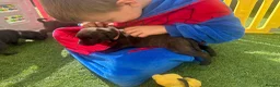 Staffordshire Bull Terrier dogs for sale: **KC reg*22 Champions* staffy pups - Advert 6