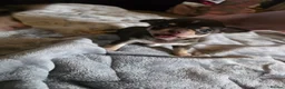 Chihuahua dogs for sale: Pedigree club registered chihuahua puppies - Advert 20