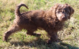 Australian Labradoodle dogs for sale: 🧡💚💙Last girl available, fully health test💙💚🧡 - Image 14