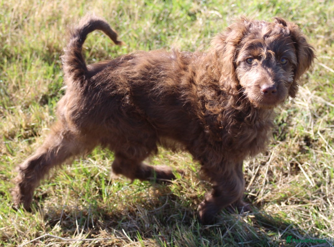 Australian Labradoodle dogs for sale: 🧡💚💙Last girl available, fully health test💙💚🧡 - Image 14
