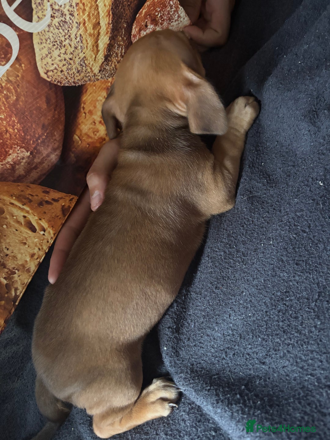 Mixed Breed dogs for sale: Puppies  - Image 17