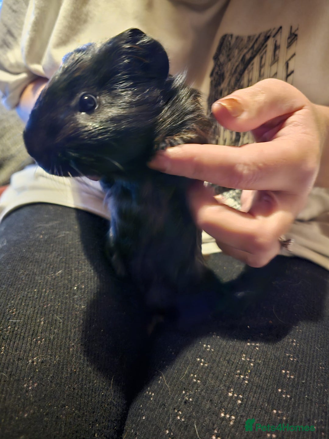 Guinea Pig rodents for sale: Male guinea pigs  - Advert 5