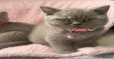 British Shorthair cats - Advert 6