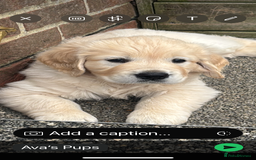 Golden Retriever dogs for sale: Gorgeous Show Type Golden Retrievers - Image 33