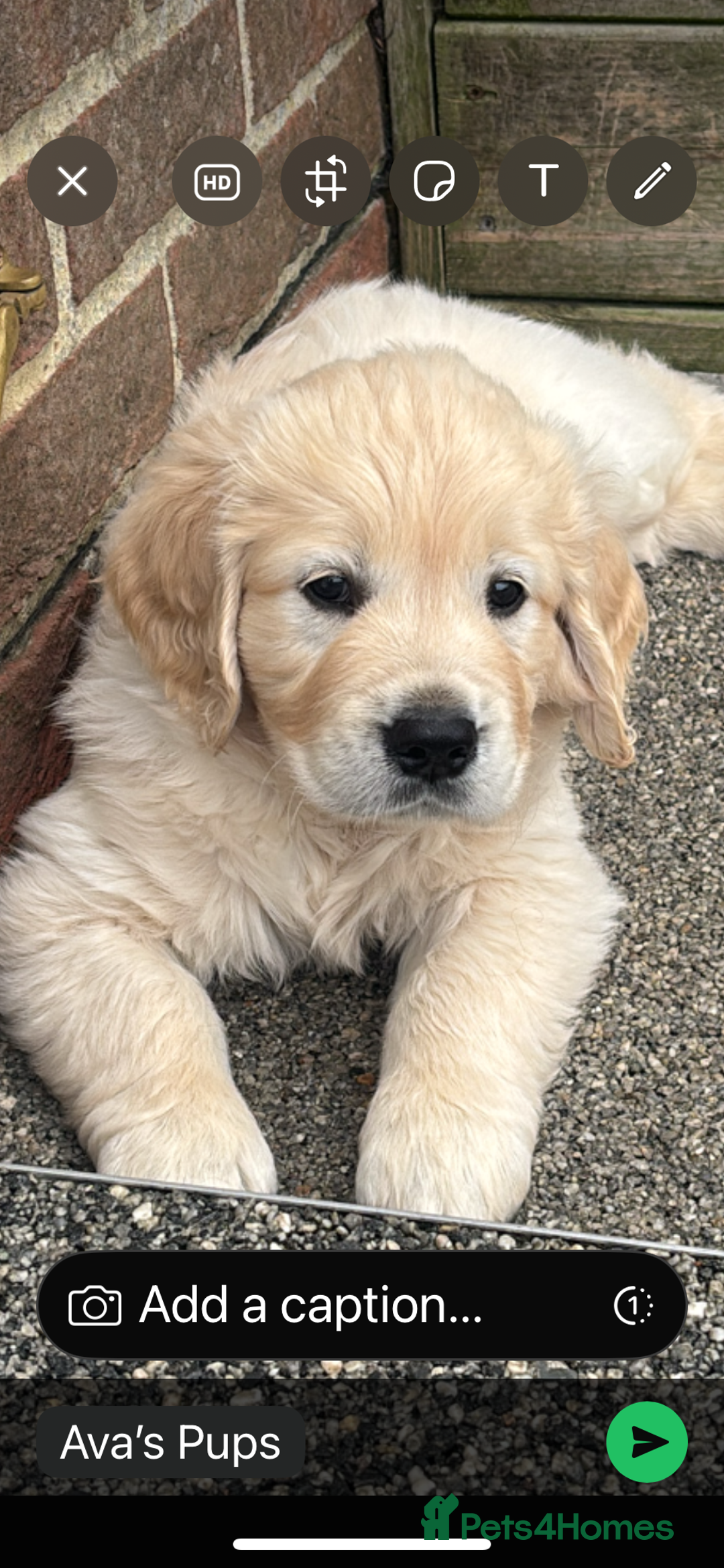 Golden Retriever dogs for sale: Gorgeous Show Type Golden Retrievers - Image 33