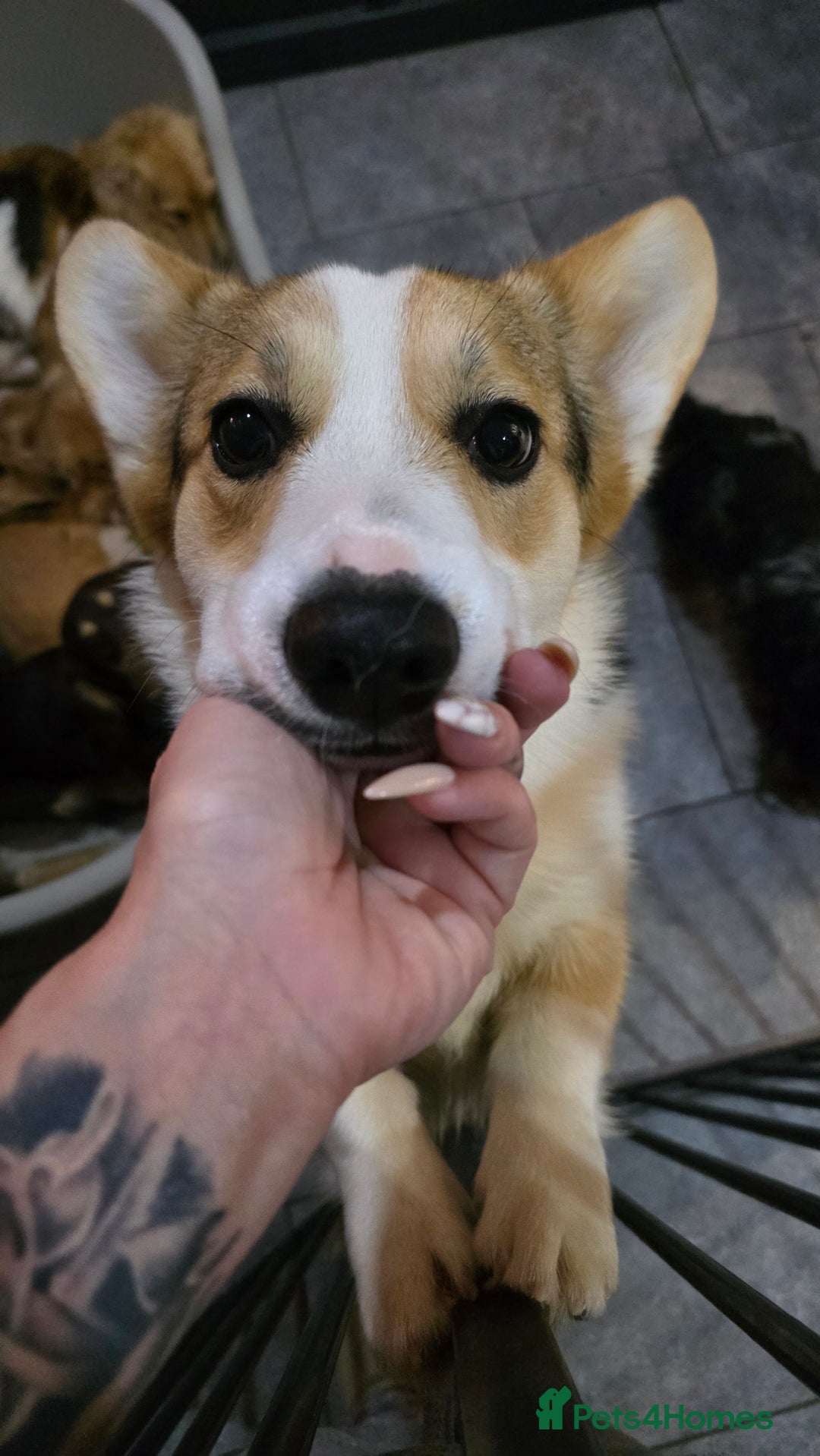 Welsh Corgi Pembroke dogs for stud: WPC Tri Colour Stud - Bulgarian IMP - Advert 4