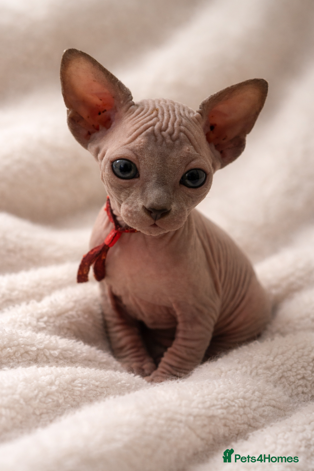 Sphynx cats Sphynx Kittens - European Champion Bloodlines - Advert 5