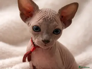 Sphynx cats Sphynx Kittens - European Champion Bloodlines - Advert 5