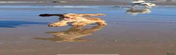 Cocker Spaniel dogs for sale: 2 year old full kc reg show cocker spaniel  in Barrow-in-Furness - Advert 3