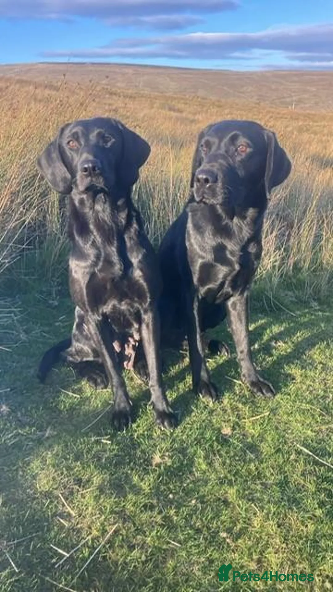 Labrador Retriever dogs for sale: KC Registered Working Labrador Retriever Puppies - Advert 2