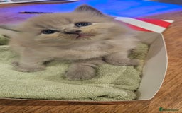 Ragdoll cats for sale: Seal, Sepia and Blue Ragdoll Kittens  - Image 10