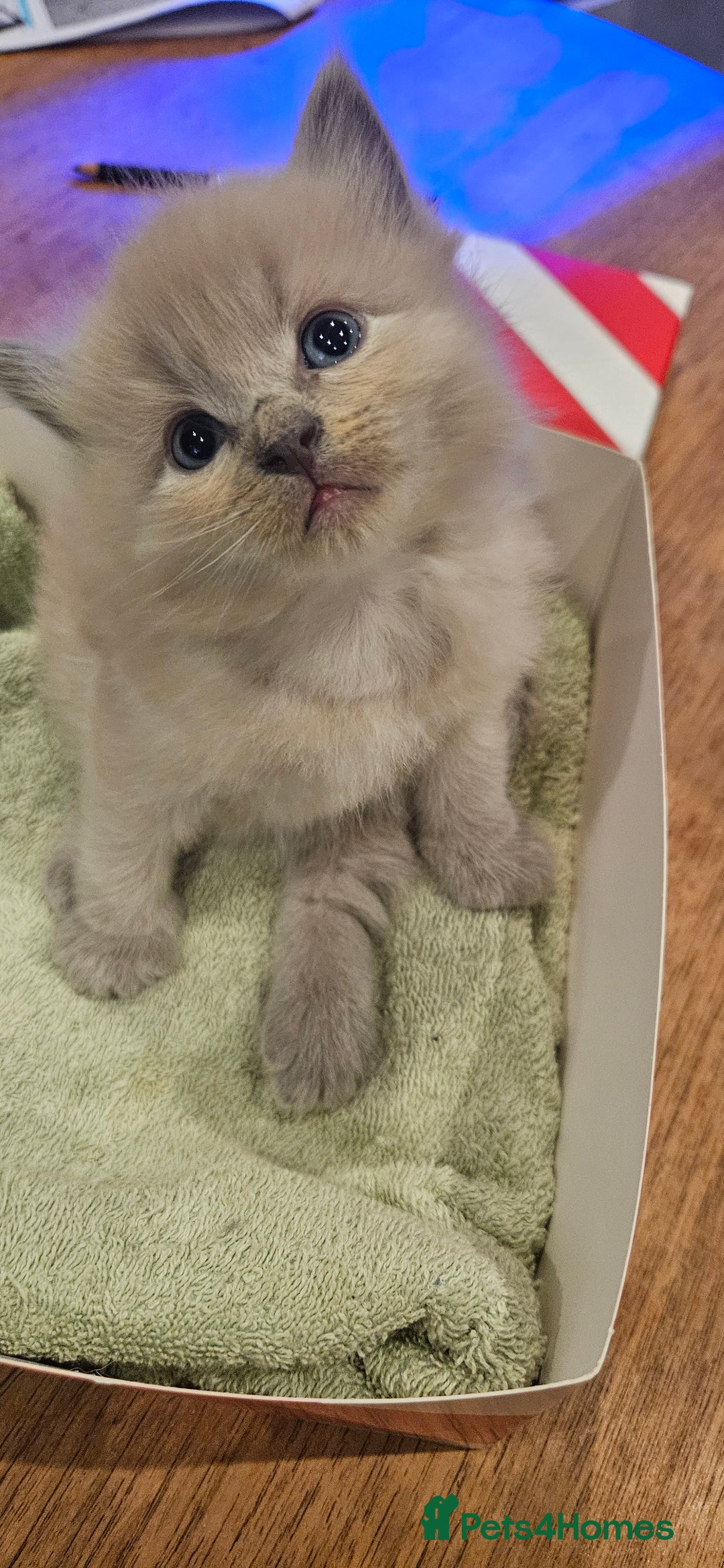 Ragdoll cats for sale: Seal, Sepia and Blue Ragdoll Kittens  - Image 10
