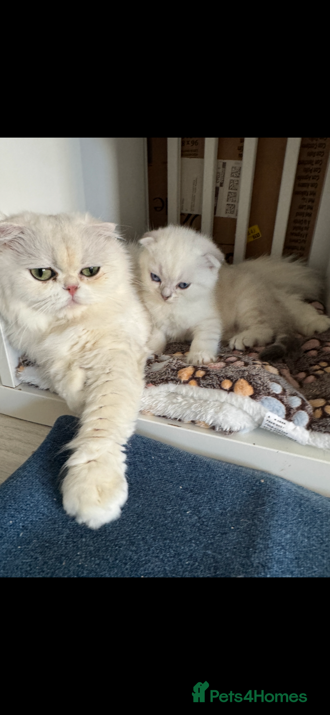 Scottish Fold cats for sale: 2 Stunning Scottish Fold Litters Available - Advert 8