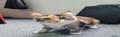 Mayo