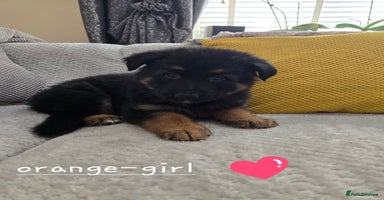 German Shepherd dogs - Advert 2