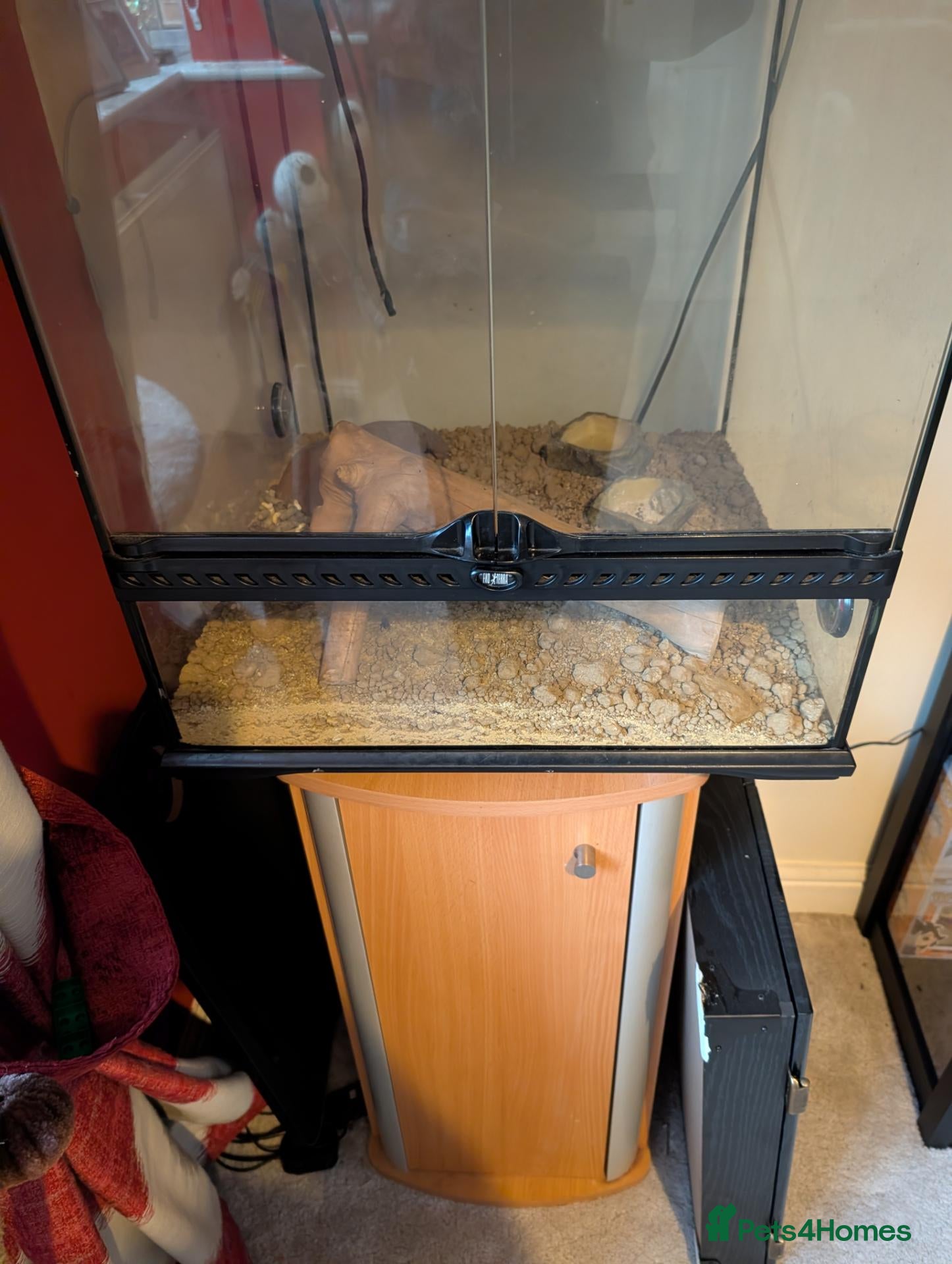 Leopard Gecko reptiles Leopard gecko with vivarium  - Advert 2