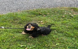 Cockapoo dogs for sale: Gorgeous cockapoo puppies - Image 18