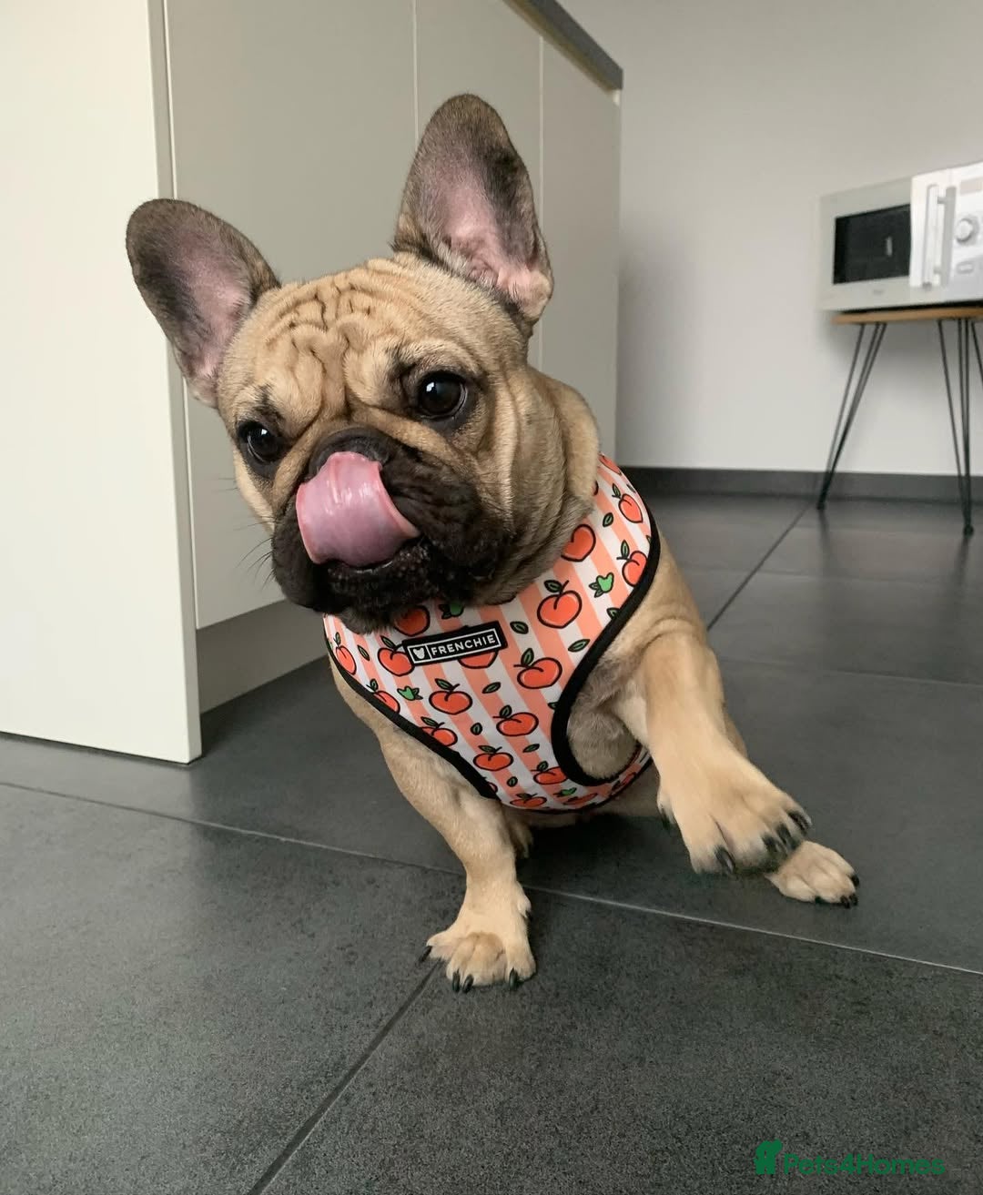 French Bulldog dogs for sale: French Bulldog Female - Image 5