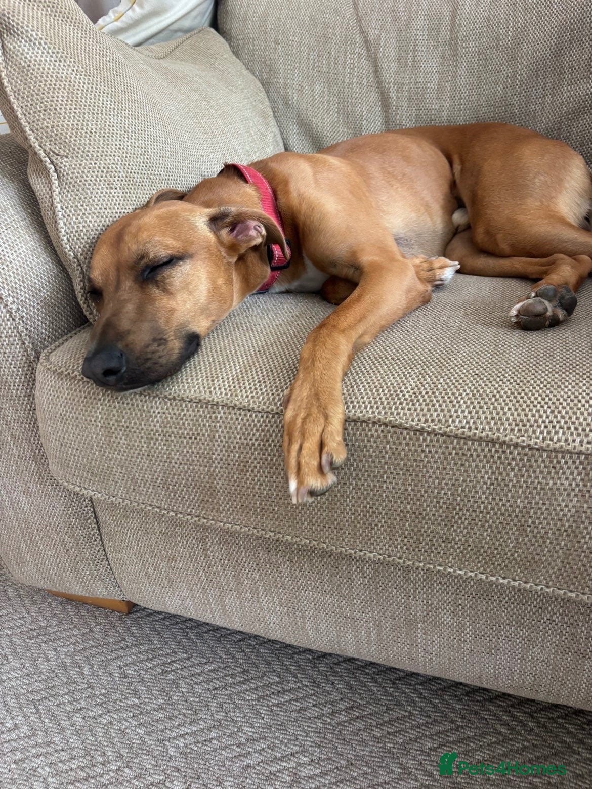 Mixed Breed dogs Luka, staff x lurcher - Advert 3