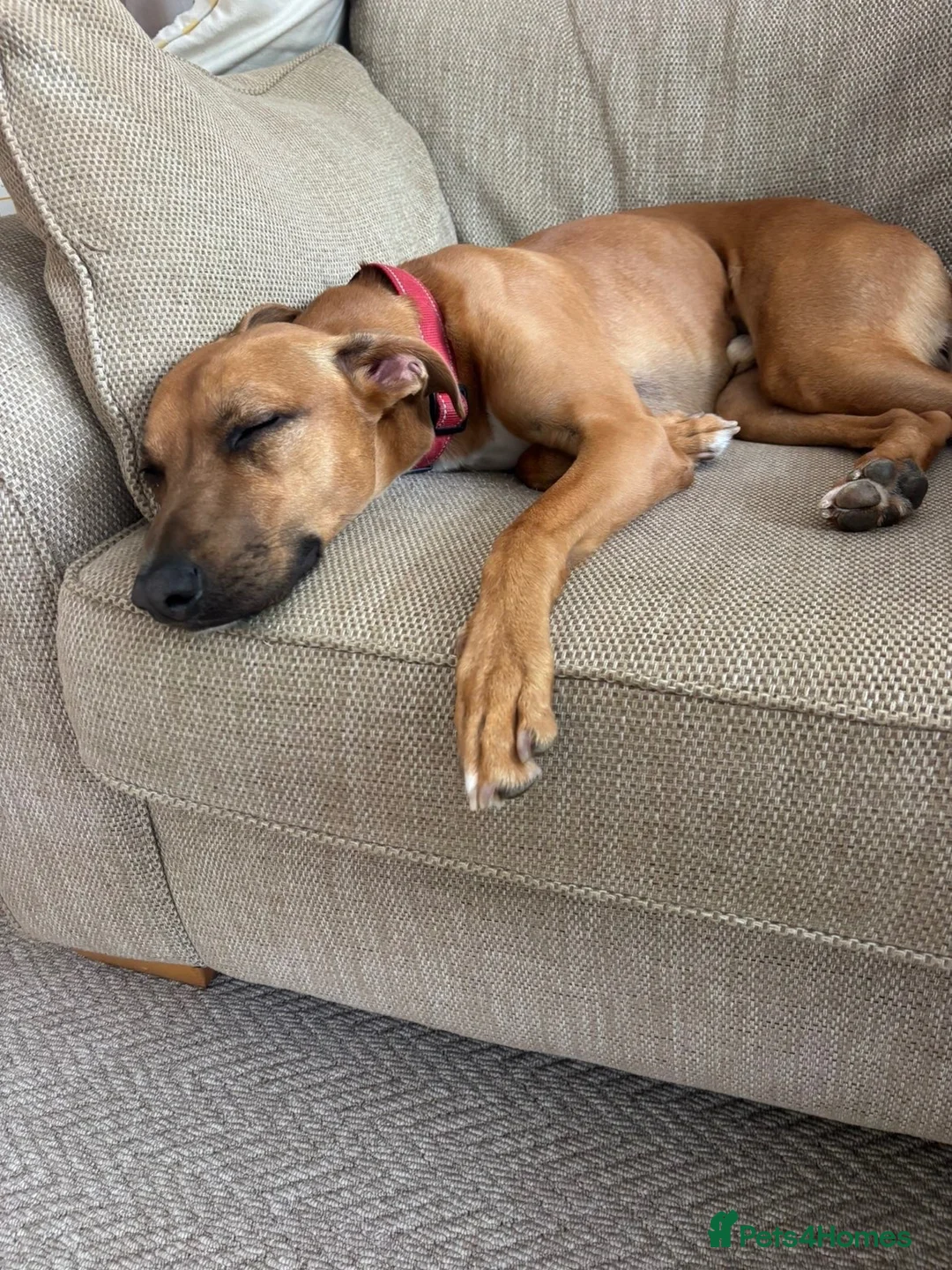 Mixed Breed dogs for sale: Luka, staff x lurcher - Advert 1
