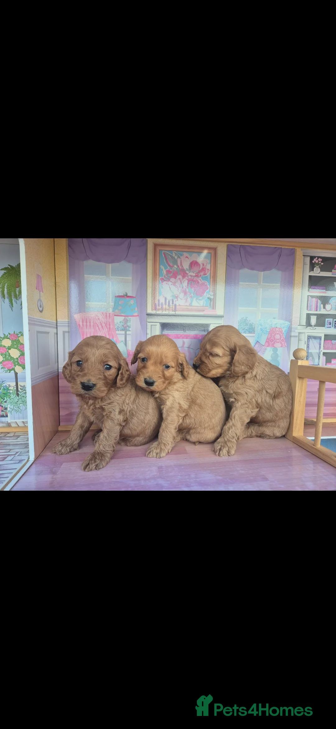 Miniature Poodle dogs for stud: EXTENSIVELY HEALTH TESTED POODLE FOR STUD - Advert 21