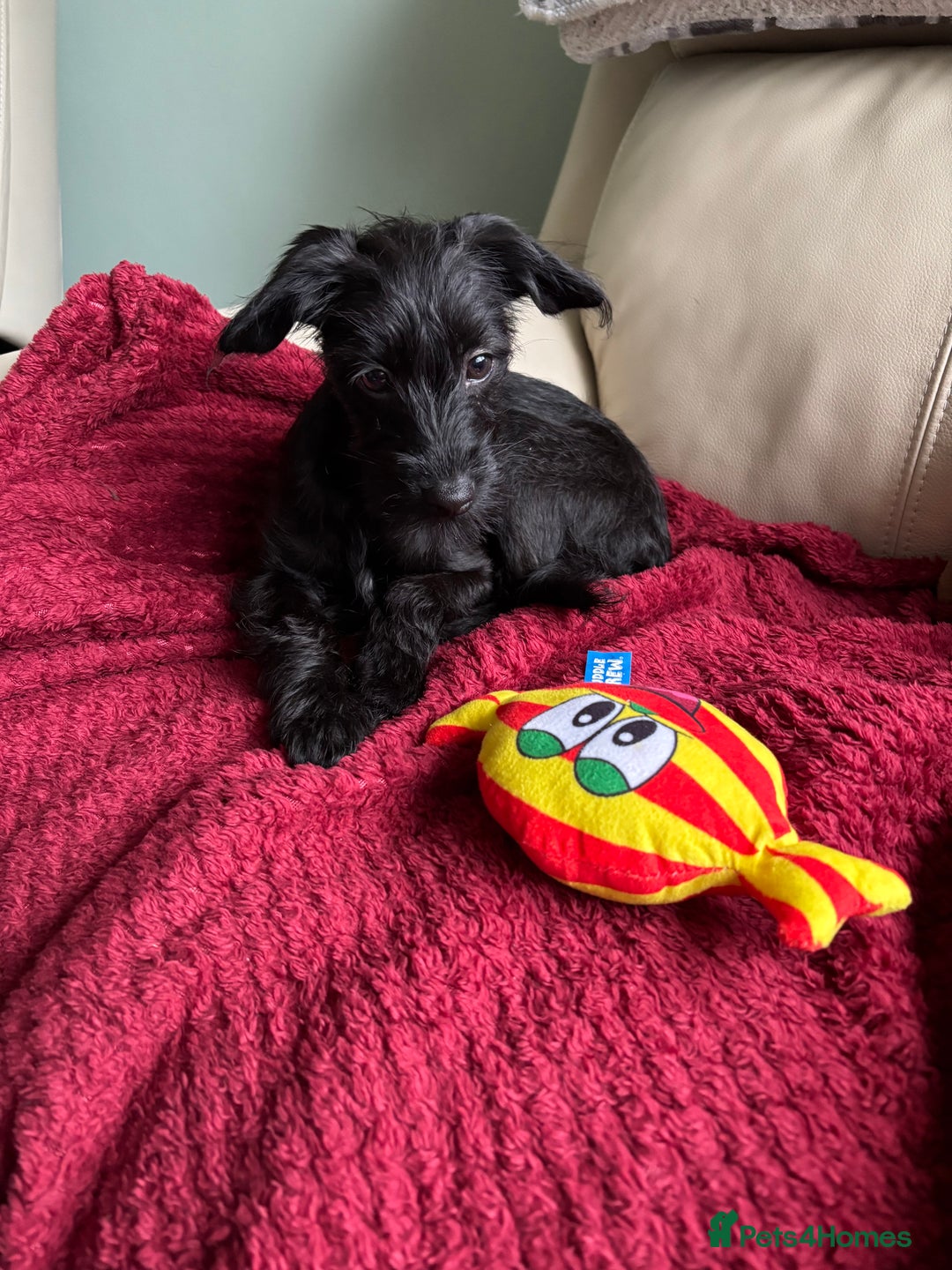 Mixed Breed dogs for sale: Bed Italian greyhound x miniature poodle  - Advert 5