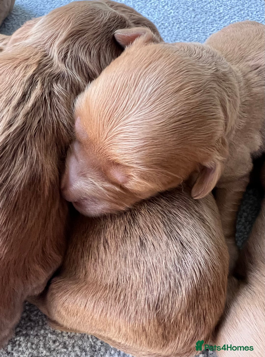 Mini Goldendoodle dogs for sale: Mini GoldenDoodle Puppies - Image 7