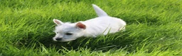 West Highland Terrier dogs for sale: West Highland Terrier (Westie) Puppies for Sale - Advert 17
