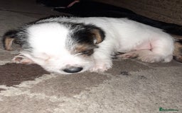 Jack Russell dogs for sale: Stacey/ stephen in Bridgnorth - Image 14