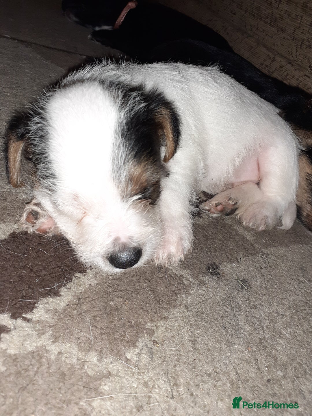 Jack Russell dogs for sale: Stacey/ stephen in Bridgnorth - Image 14