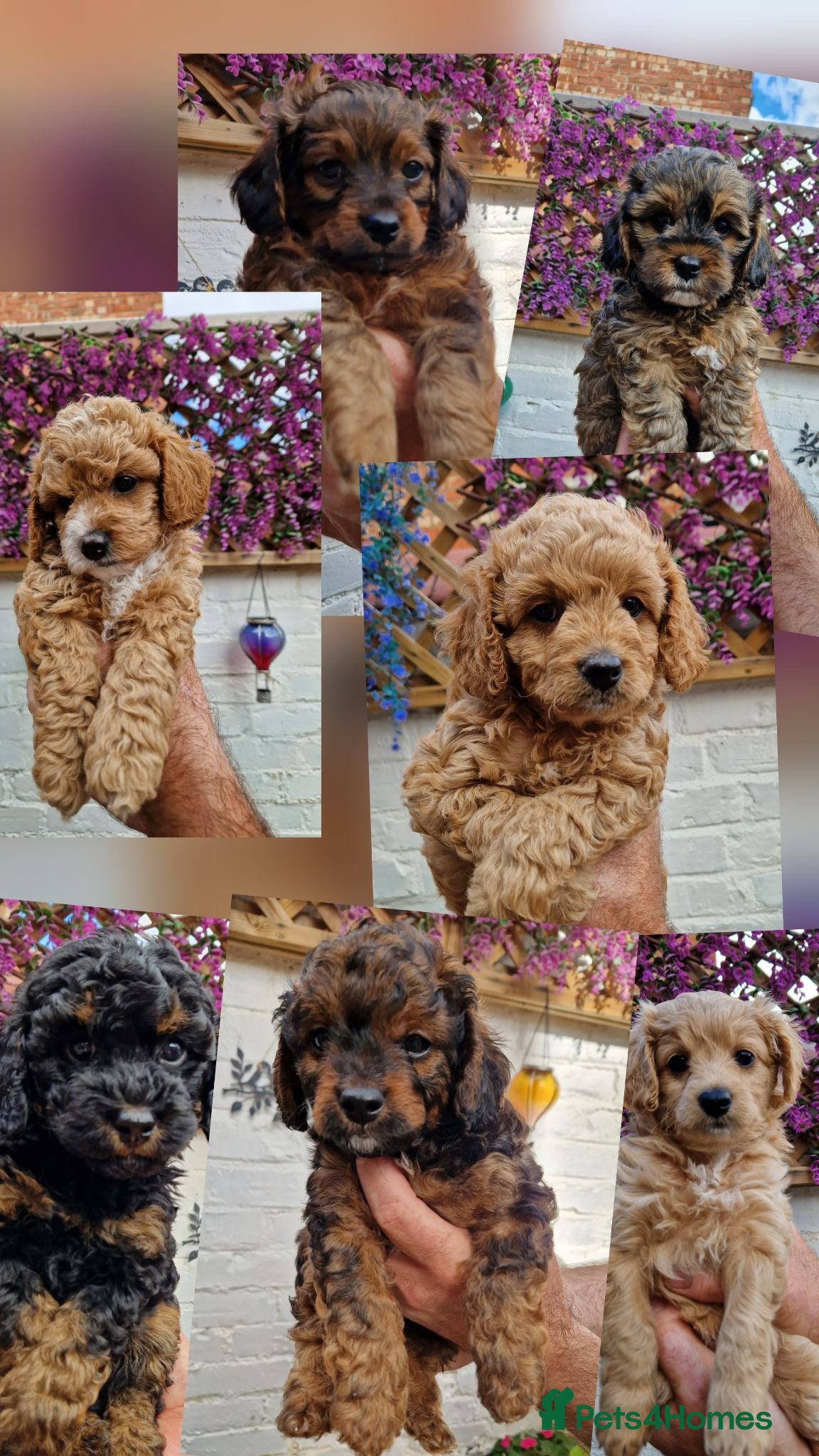 Cavapoochon dogs Beautiful Cavapoochon Pups  - Advert 1