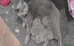 British Shorthair cats for sale: Purebred British shorthairs - Image 3