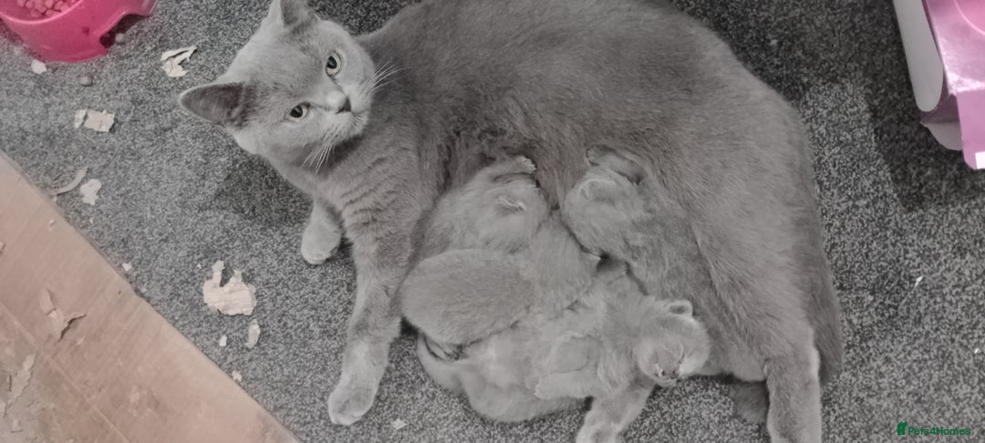 British Shorthair cats for sale: Purebred British shorthairs - Image 3