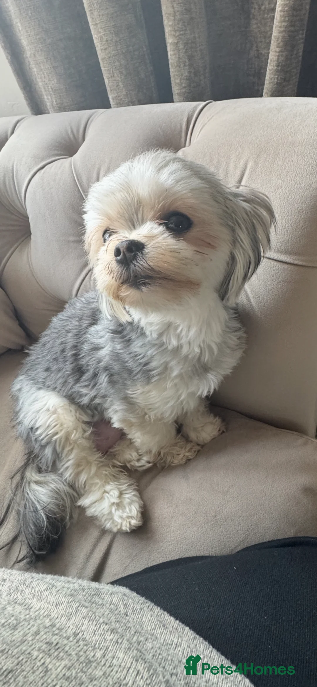 Mixed Breed dogs for sale: little girl looking for new home.  in Neath - Advert 2