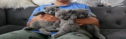 Scottish Fold cats for sale: 3 Beautiful Scottish Fold And Straight Ear Kittens - Advert 11