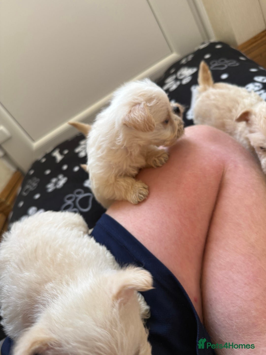 West Highland Terrier dogs for sale: DNA health tested Westie-poos  - Image 7