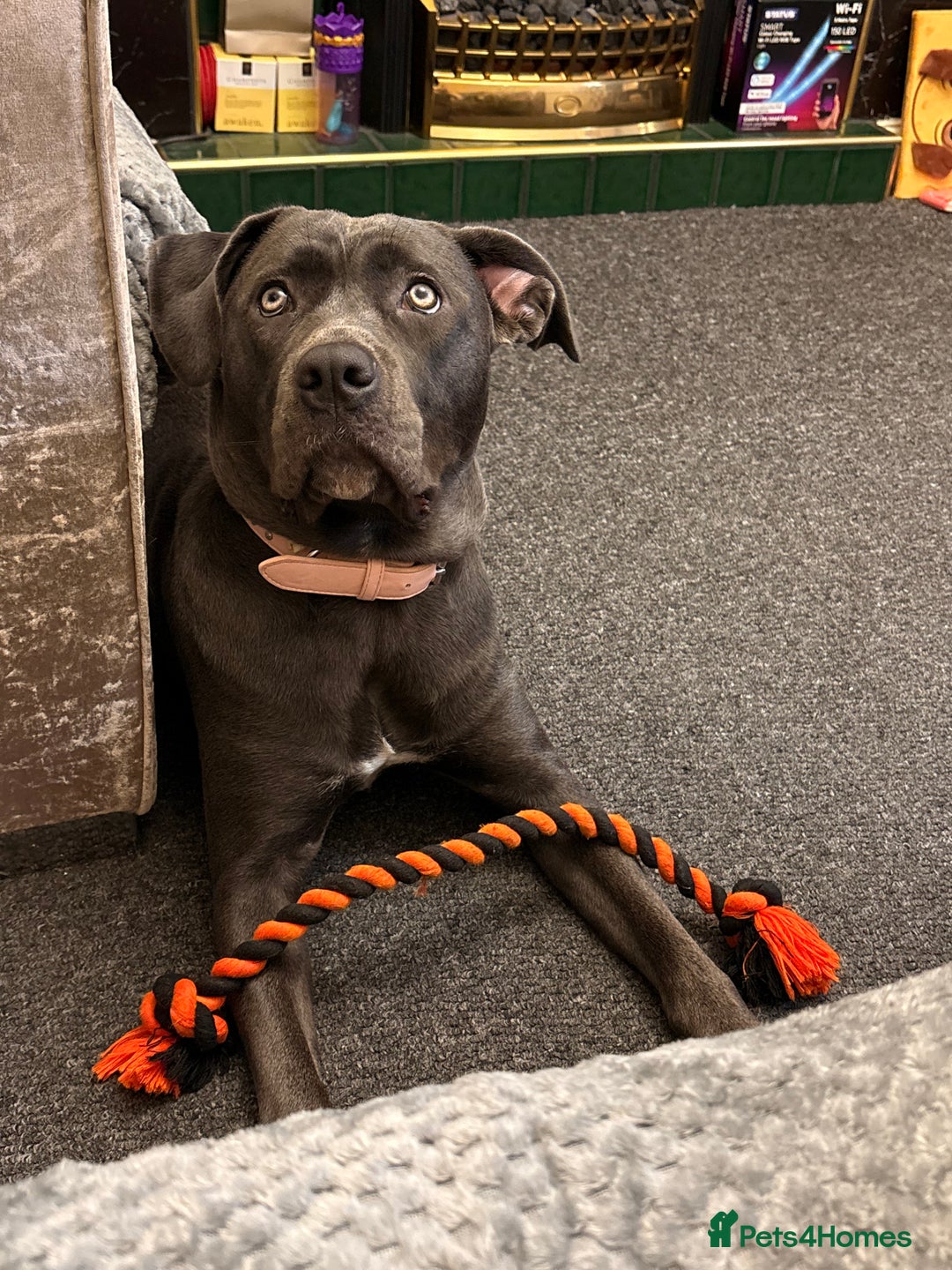 Cane Corso dogs for sale: 9 month old cane corso - Advert 13