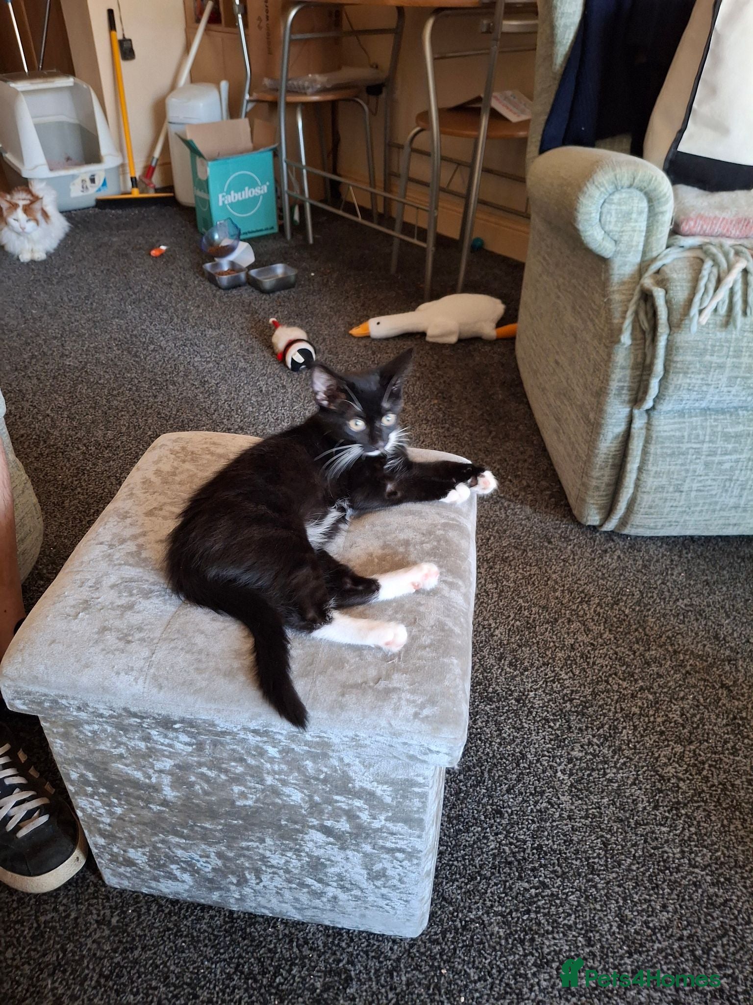 Mixed Breed cats Female kitten available now - Advert 3
