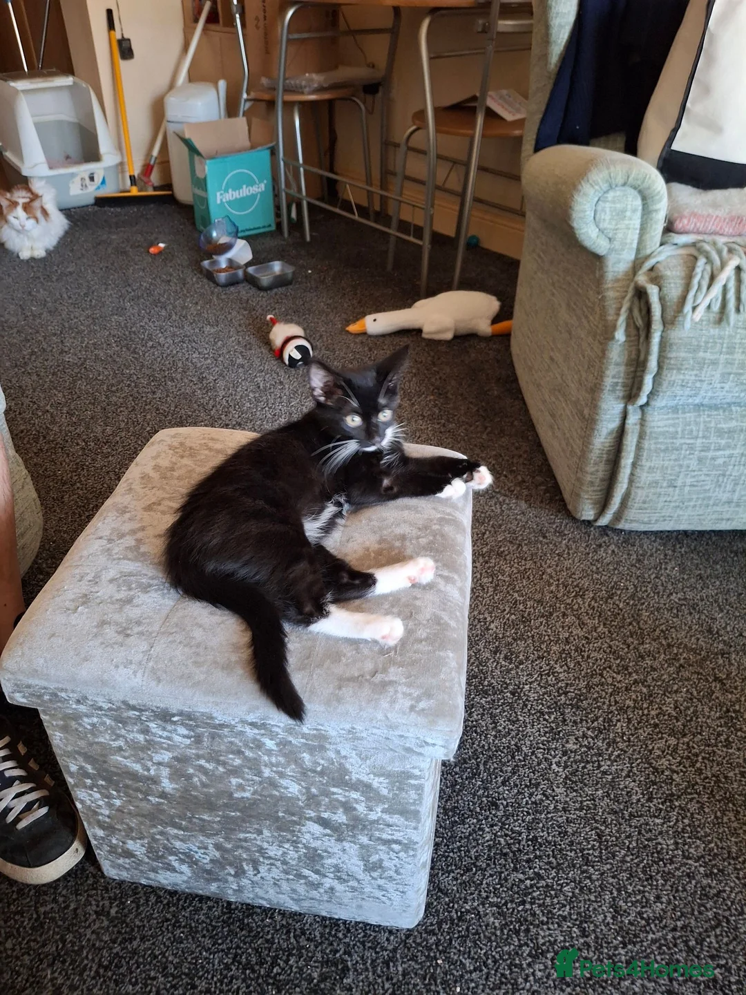 Mixed Breed cats for sale: Female kitten available now in Carterton - Advert 1
