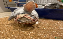 Mixed Breed rabbits for sale: Three beautiful male rabbits - Image 21
