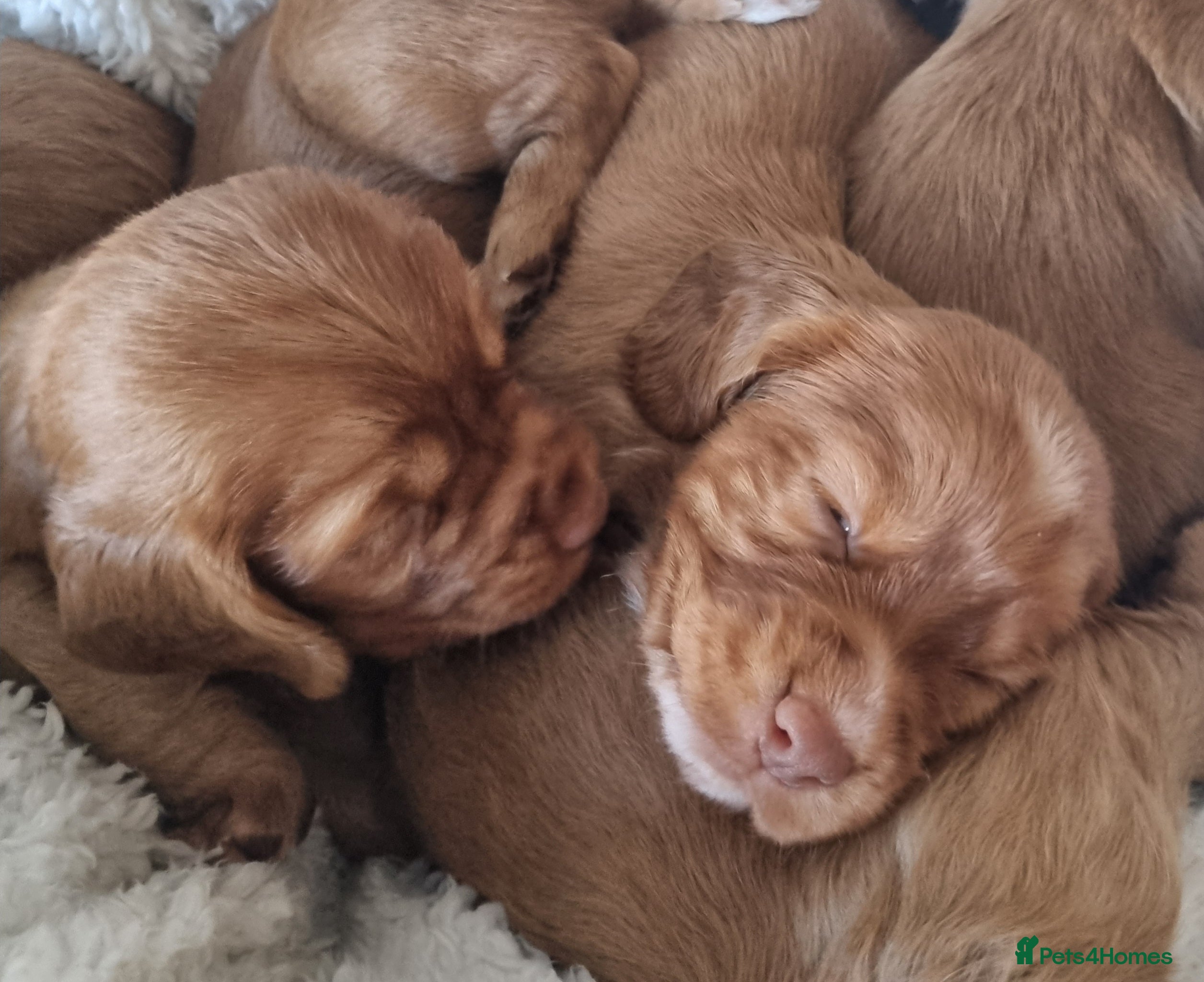 Cocker Spaniel dogs Adorable cocker spaniel puppies - Advert 2