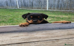 Rottweiler dogs for sale: Gorgeous male Rottweiler puppy Reggie  - Image 15
