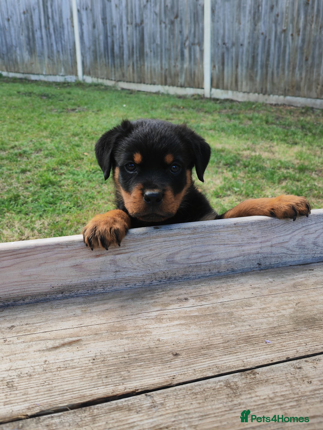 Rottweiler dogs for sale: Gorgeous male Rottweiler puppy Reggie  - Image 15