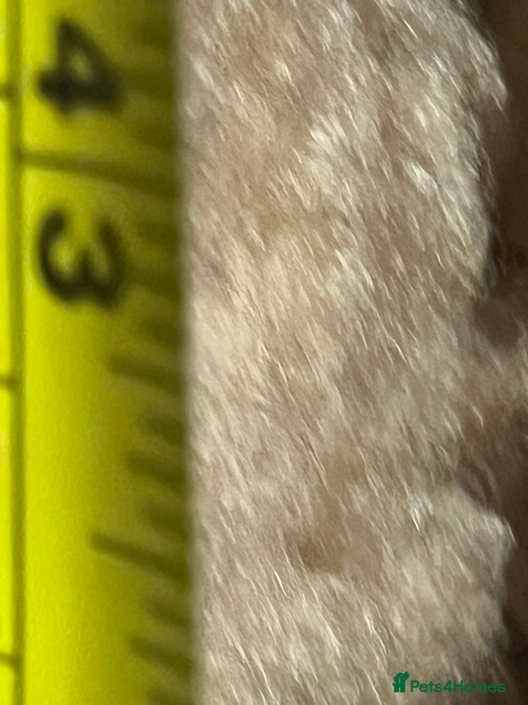 British Shorthair cats for sale: Kittens - Advert 7