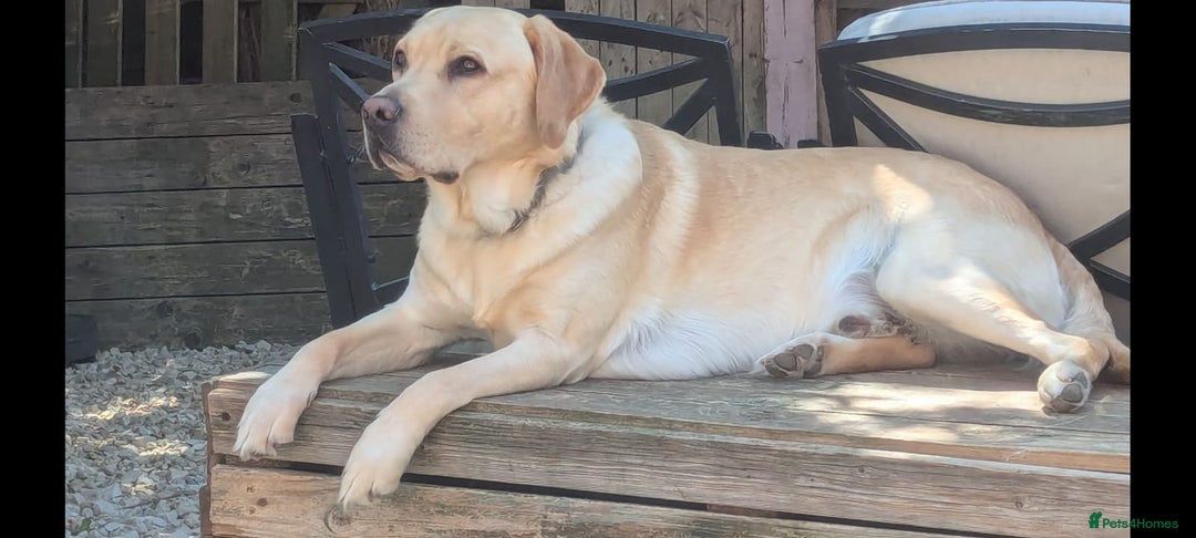 Labrador Retriever dogs for sale: 2 Labrador male pups READY NOW - Image 12