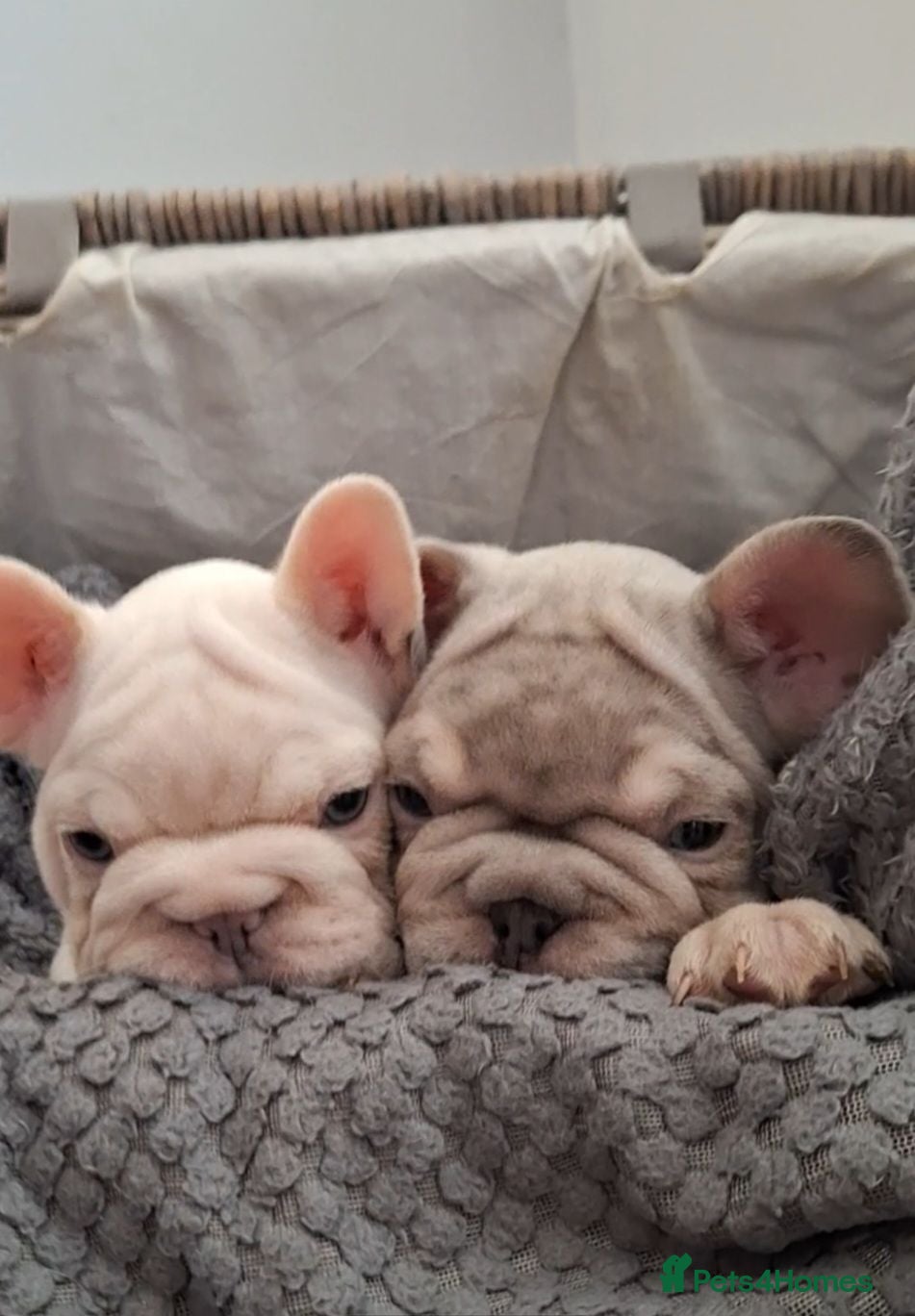 French Bulldog dogs Beautiful  pups ready to go - Advert 2